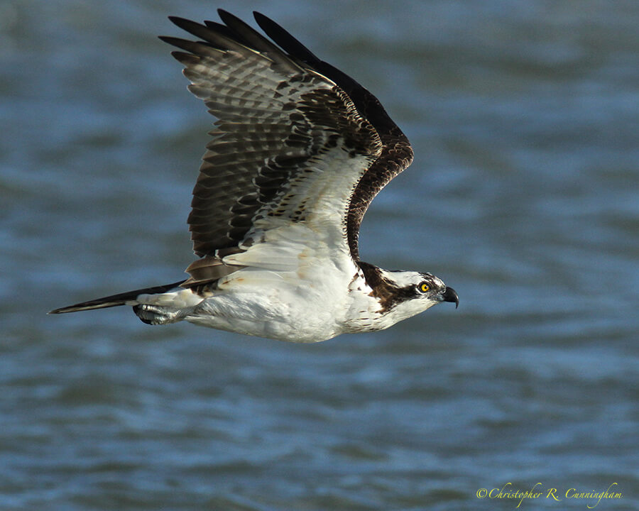 Osprey in Flight, East Beach, Galveston island, Texas.