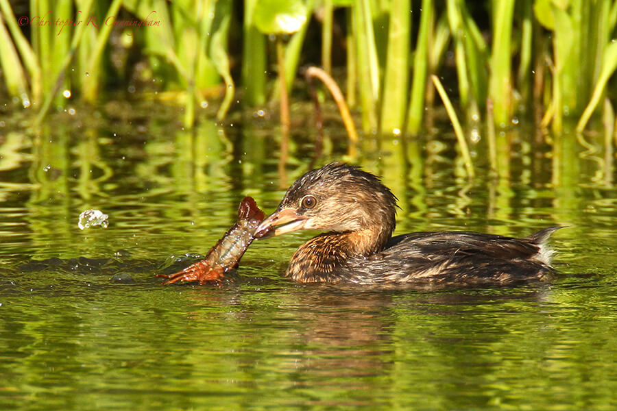 Pied-billed Grebe with Red Swamp Crawfish at Elm Lake, Brazos Bend State Park.