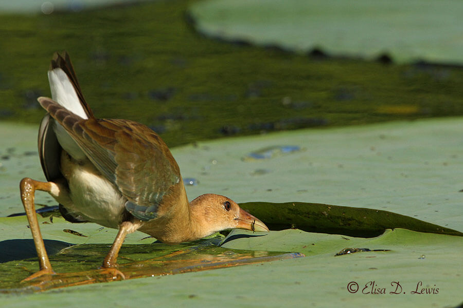 Female Purple Gallinule peeking under a lily pad