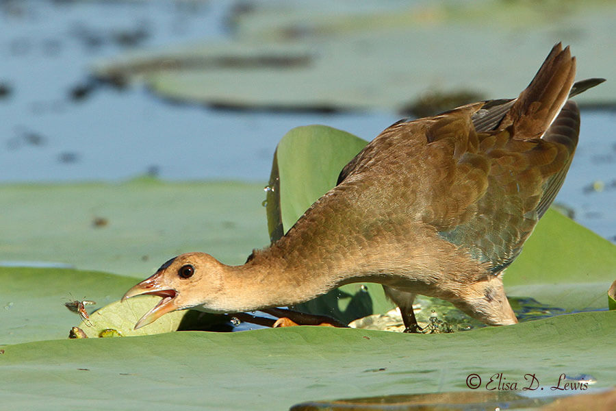 Female_Purple_Gallinule_hunting_aquatic_leaf_beetle