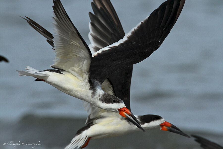 Black Skimmers in Flight at East Beach, Galveston Island, Texas.