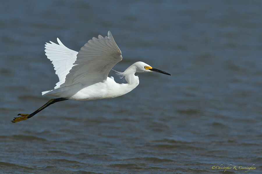 Snowy Egret in Flight, East Beach, Galveston Island, Texas.