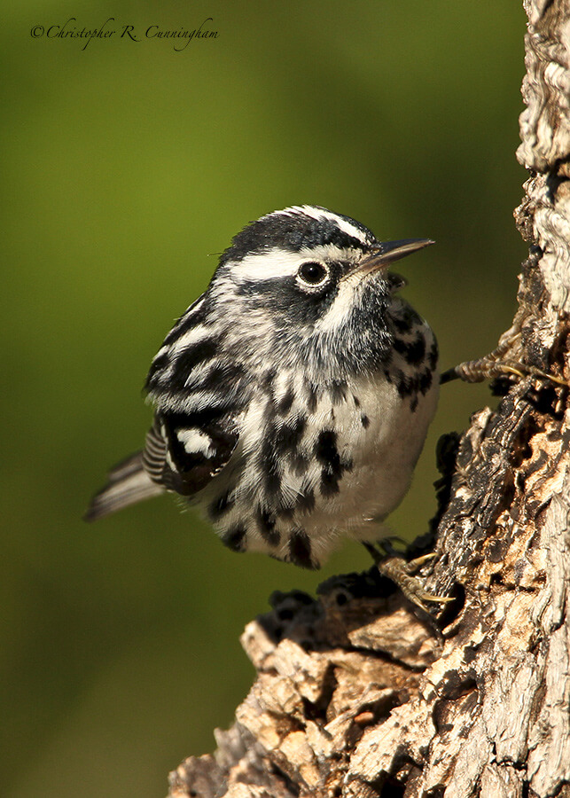 Black and White Warbler at Lafitte's Cove, Galveston Island, Texas