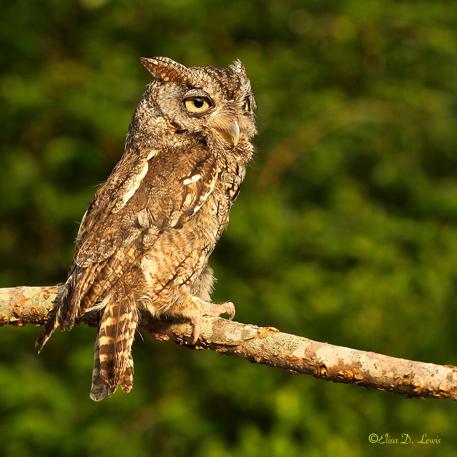 Eastern Screech Owl at the Sims Urban Bayou Nature Center.