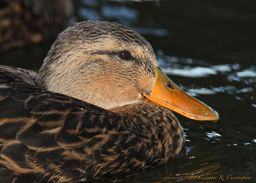 Female Mottled Duck at Rockport, Texas