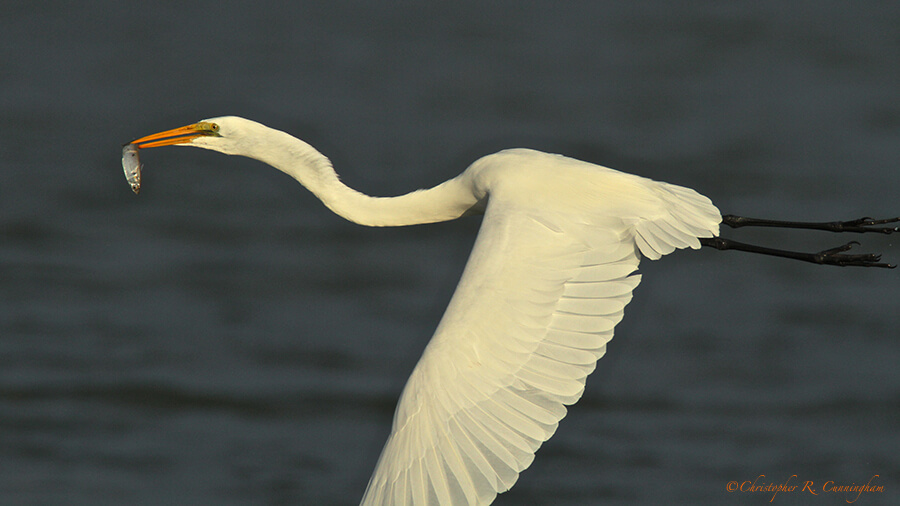 Great Egret in flight with fish at Hans and Pat Suter City Wildlife Park, Corpus Christi, Texas