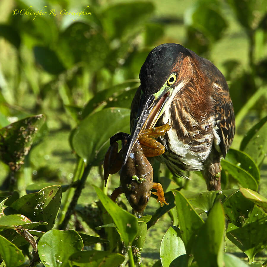 Green Heron with frog at Elm Lake, Brazos Bend State Park, Texas.