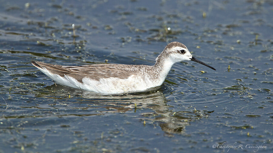 Immature Wilson's Phalarope at Lafitte's Cove, Galveston Island, Texas.