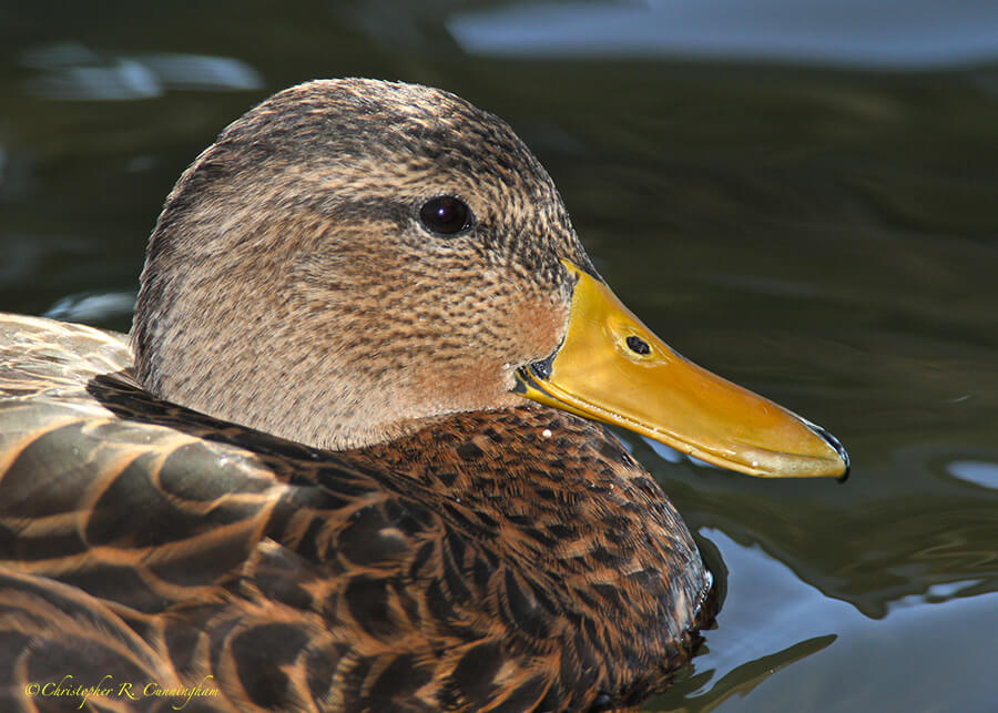 Male Mottled Duck at Rockport, Texas.