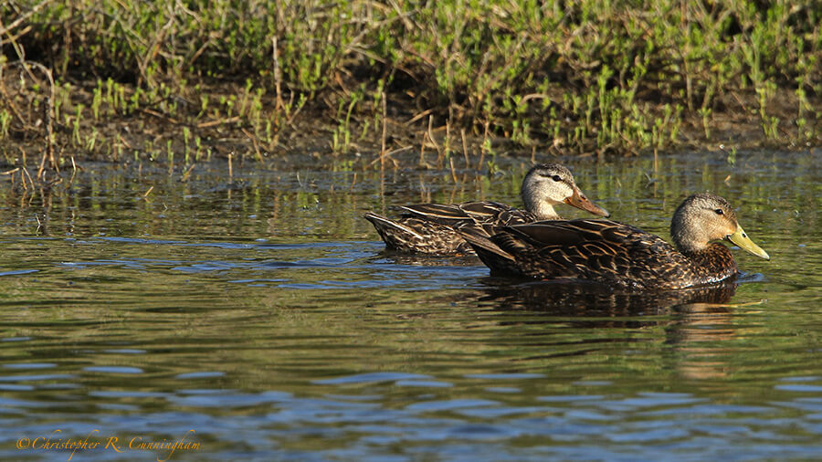 Mated pair Mottled Ducks at Lafitte's Cove, Galveston Island, Texas.