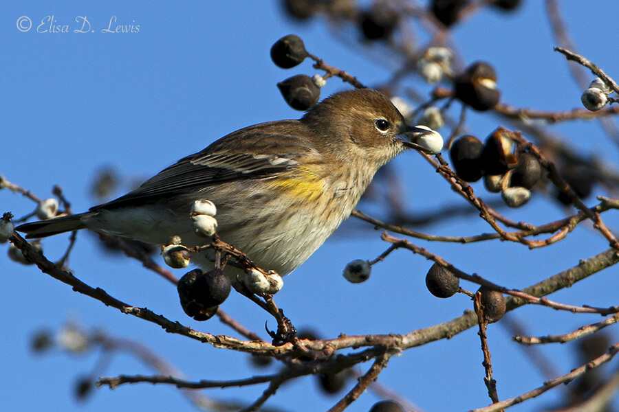 Myrtle Warbler eating Tallow wax