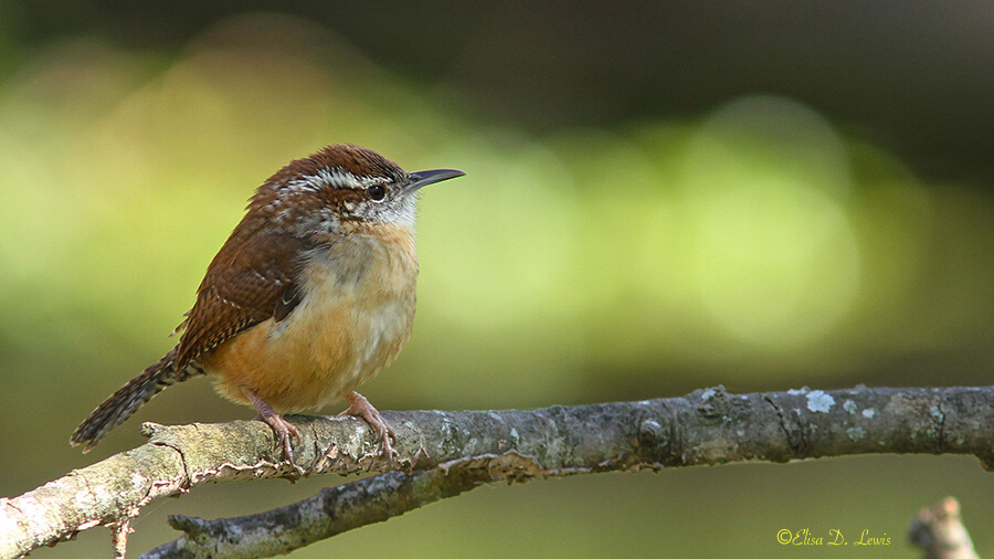 Pensive Carolina Wren.