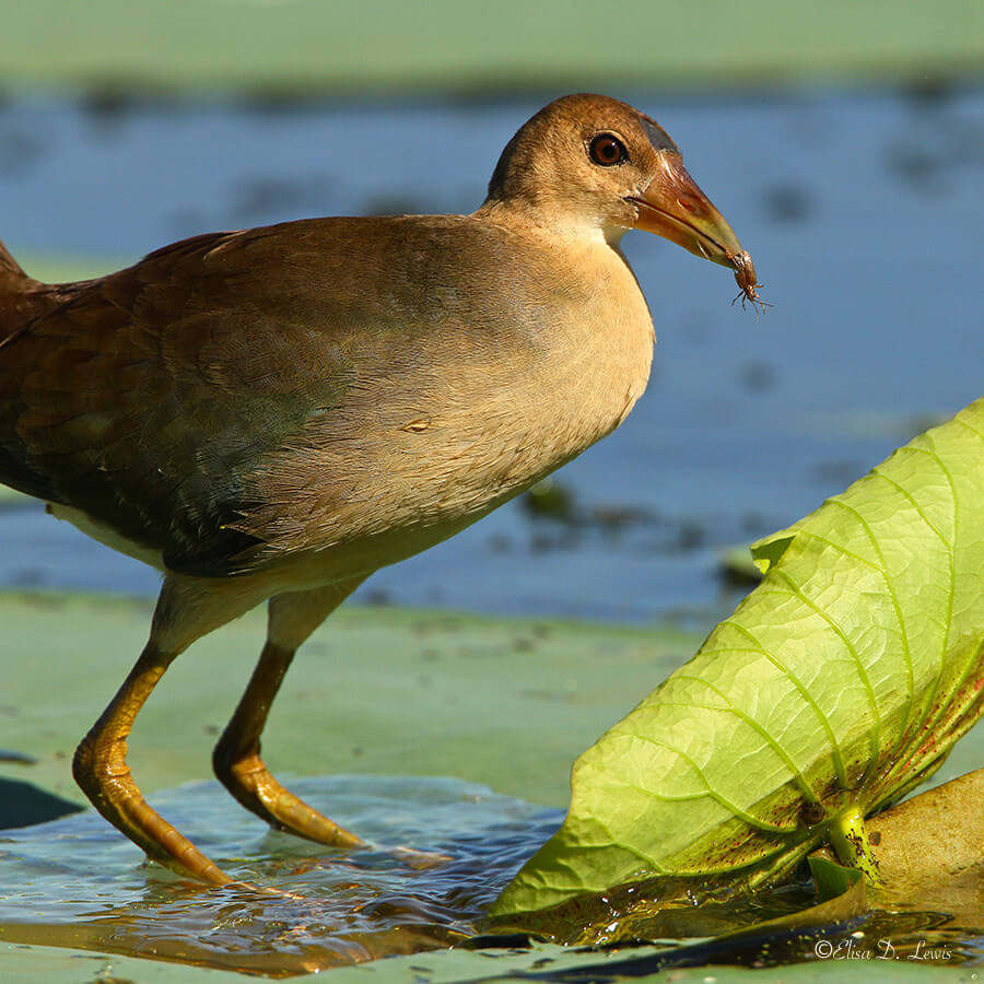 Purple Gallinule with Aquatic Leaf Beetle at Elm Lake, Brazos Bend State Park, Texas