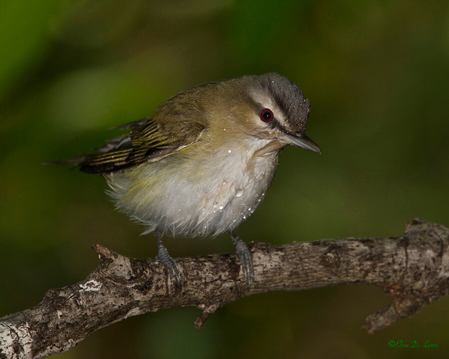 Red-eyed Vireo at Lafitte's Cove, Galveston Island, Texas