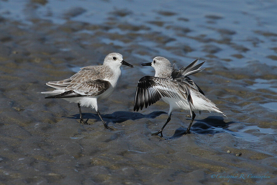 Sanderling showdown at East Beach, Galveston Island, Texas