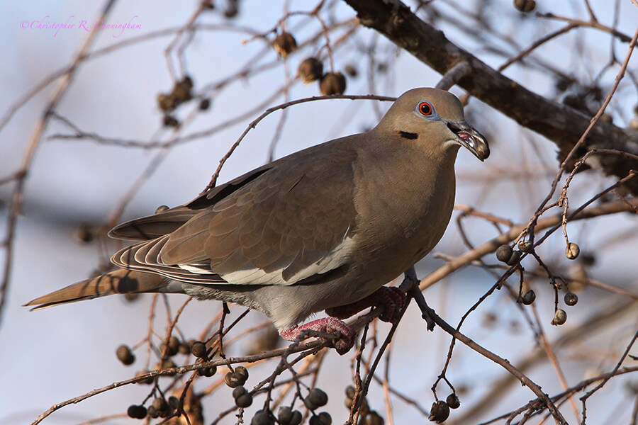 White-winged Dove with Chinese Tallow seed in Houston