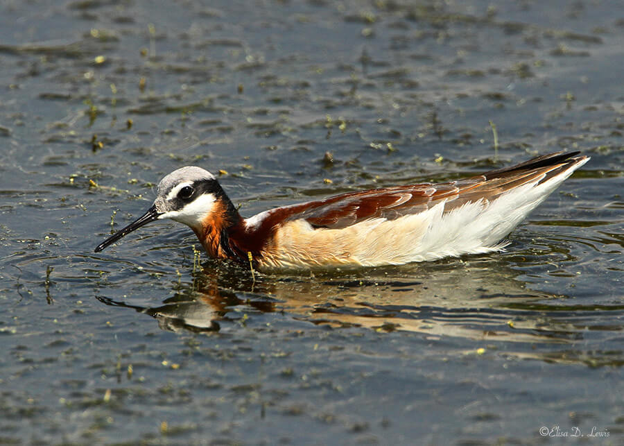 Female Wilson's Phalarope at Lafitte's Cove, Galveston Island, Texas