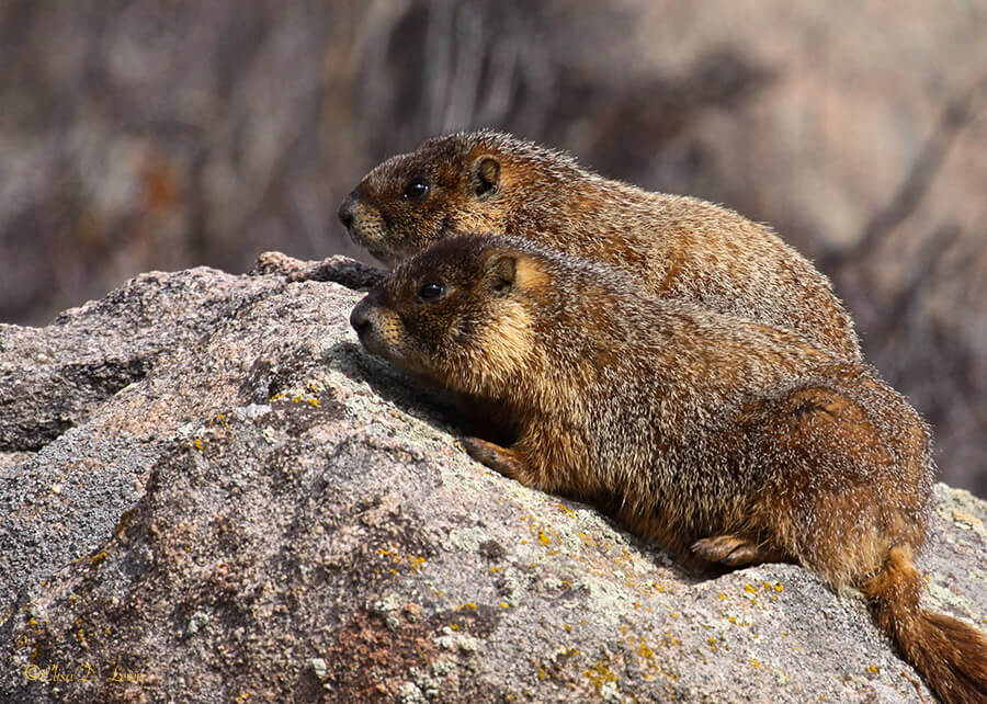 Yellow-bellied Marmots at Rocky Mountain National Park, Colorado