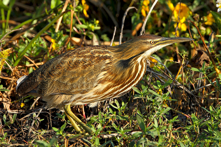 American Bittern at Pilant Lake, Brazos Bend State Park, Texas