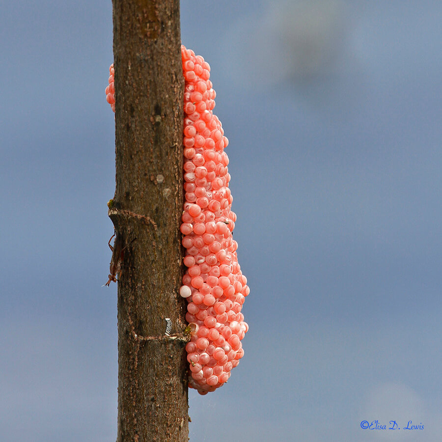 Apple Snail Egg Mass at El Franco Lee Park, Houston.