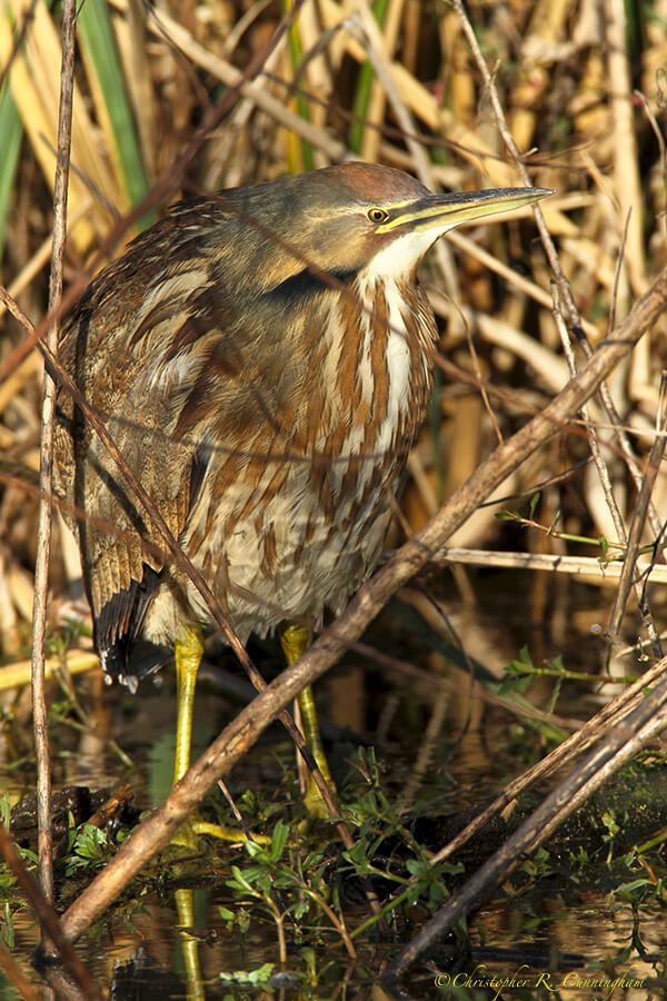 Cryptic American Bittern at Brazos Bend State Park, Texas