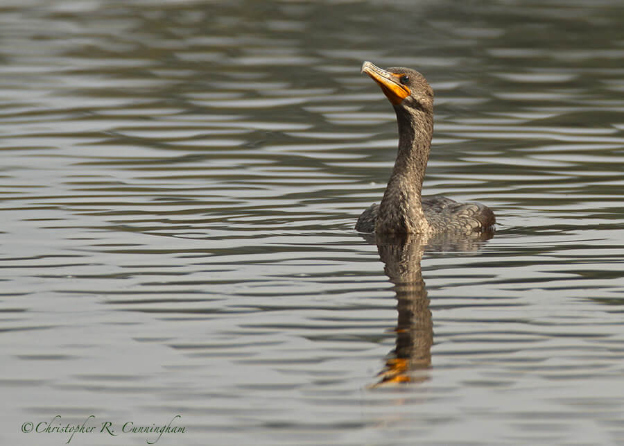 Double-crested Cormorant at Alligator Point, Myakka State Park, Florida