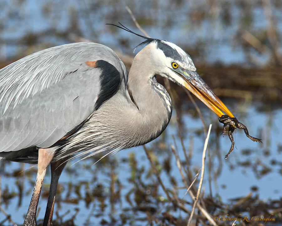 Great Blue Heron with frog at Pilant Lake, Brazos Bend State Park, Texas