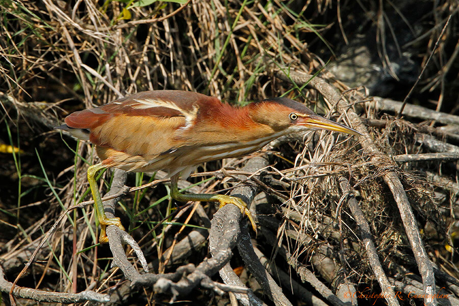 Least Bittern at Mcfaddin National Wildlife Refuge, Texas