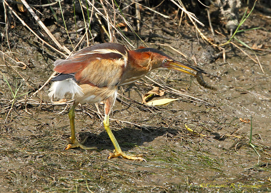 Least Bittern with fish at Mcfaddin National Wildlife Refuge, Texas