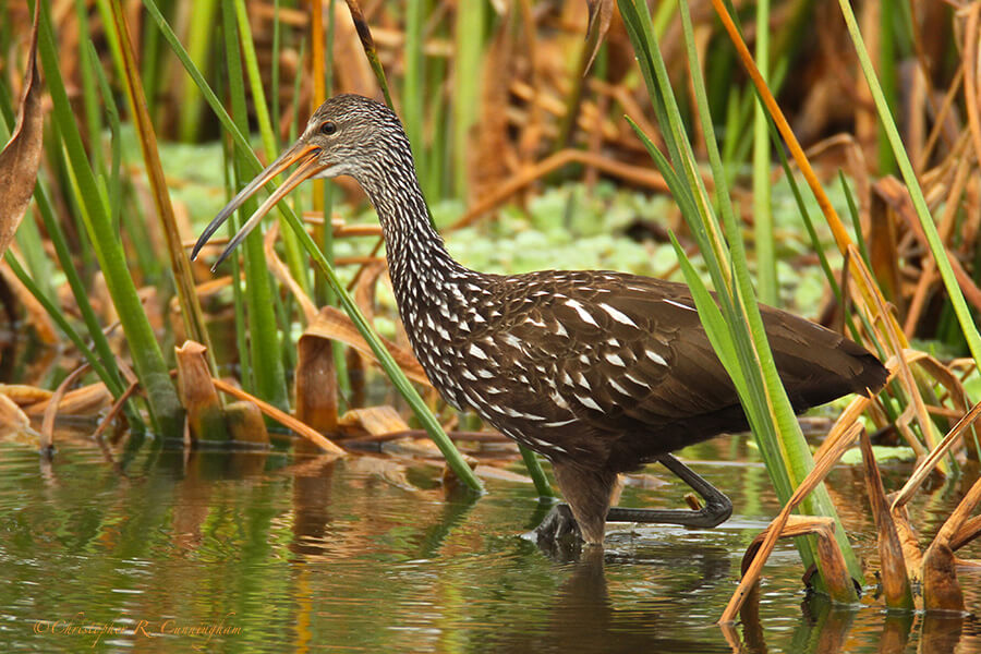 Limpkin at the Celery Fields, near Sarasota, Florida