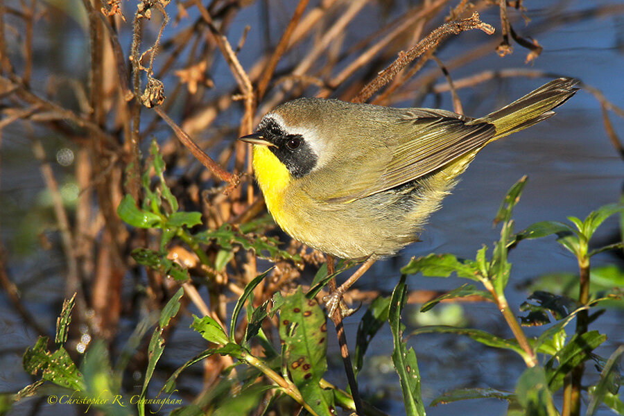 Male Common Yellowthroat at Pilant Lake, Brazos Bend State Park, Texas