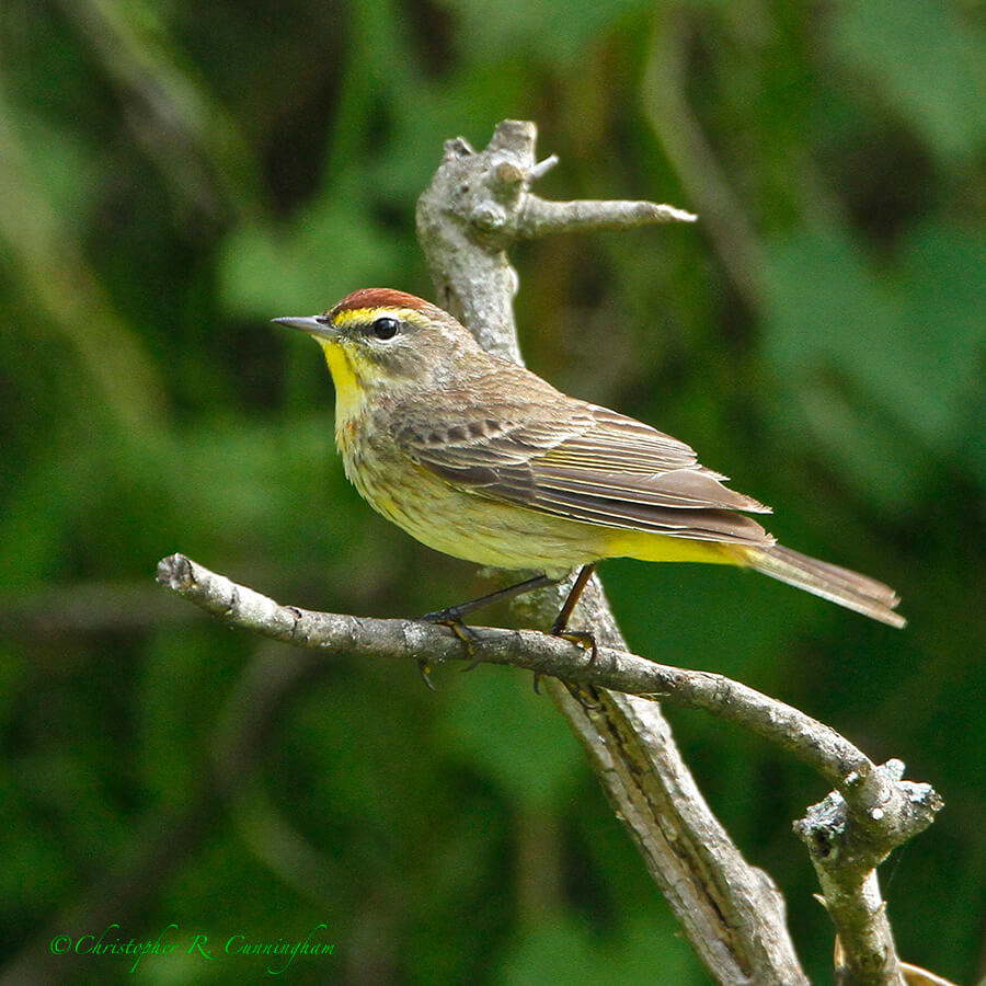 Male Palm Warbler in breeding colors at Sabine Woods Sanctuary, Texas