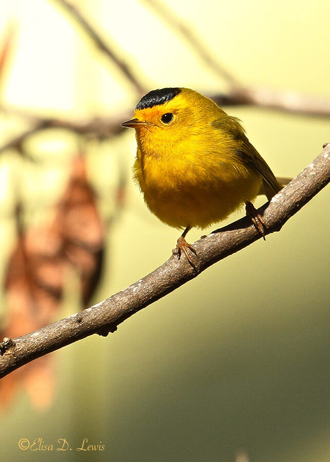 Male Wilson's Warbler at Edith L. Moore Nature Sanctuary, West Houston