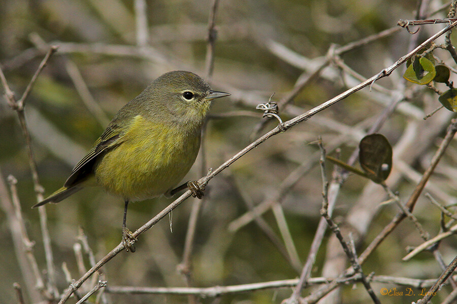 Orange-crowned Warbler at Aransas Wildlife Refuge, Texas.