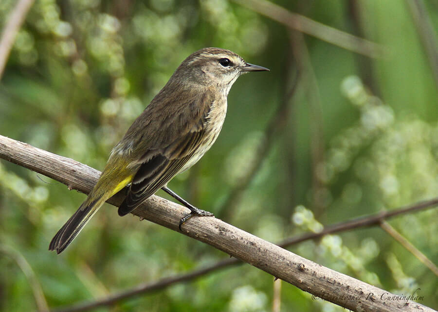 Palm Warbler at Myakka River State Park, Florida