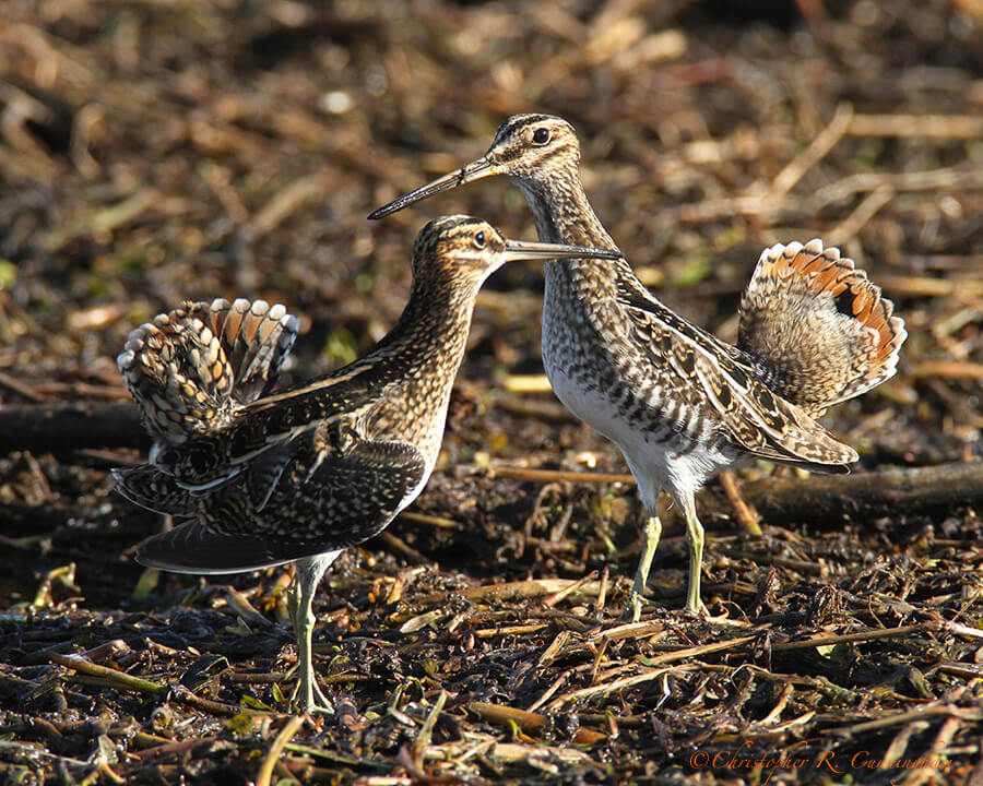 Snipe Confrontation at Pilant Lake, Brazos Bend State Park, Texas.