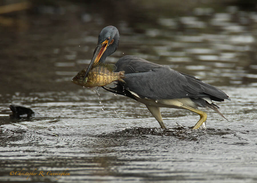 Tricolored Heron with Warmouth at Myakka River State Park, Florida