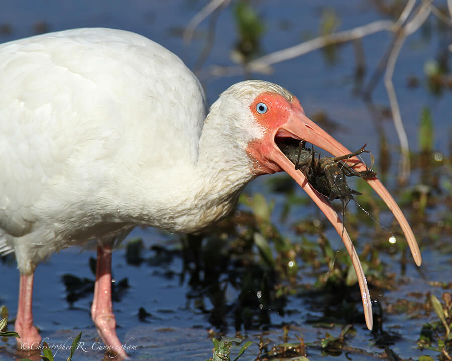 White Ibis with Crawfish at Brazos Bend State Park, Texas