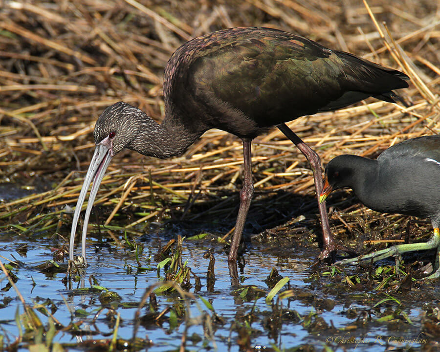 White-faced Ibis at Brazos Bend State park, Texas