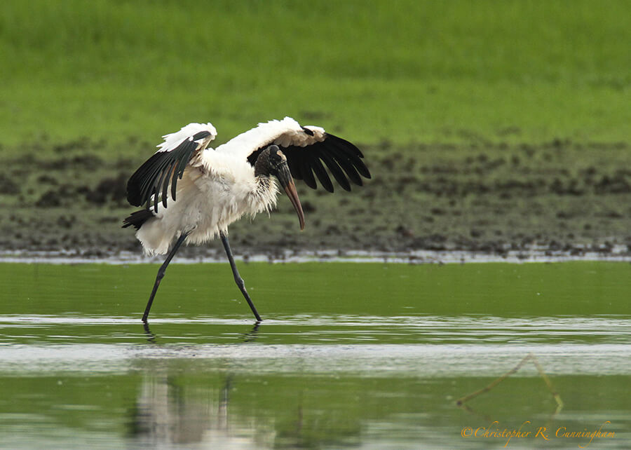 Wood Stork canopy fishing at Myakka State Park, Florida