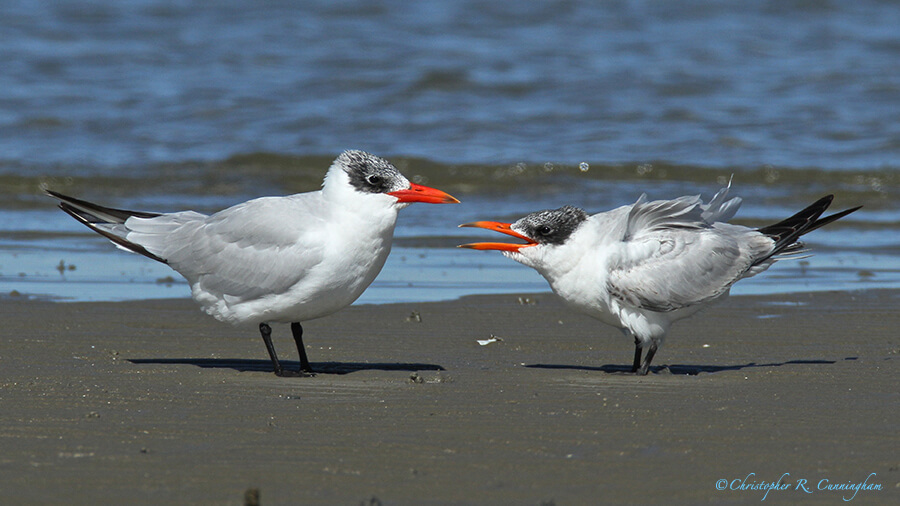 Juvenile Caspian Tern begging for food, Galveston Island, Texas