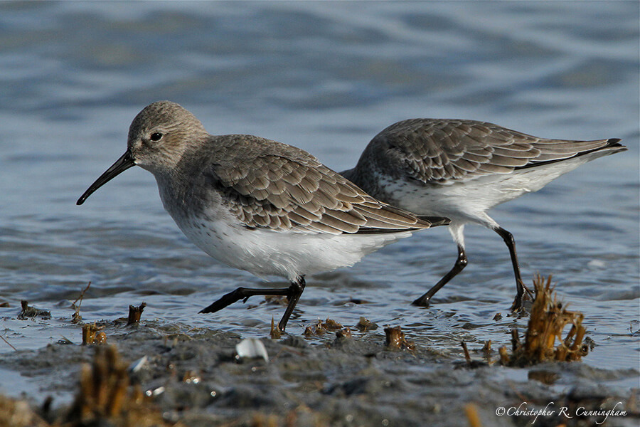 Dunlin at East Beach, Galveston Island, Texas