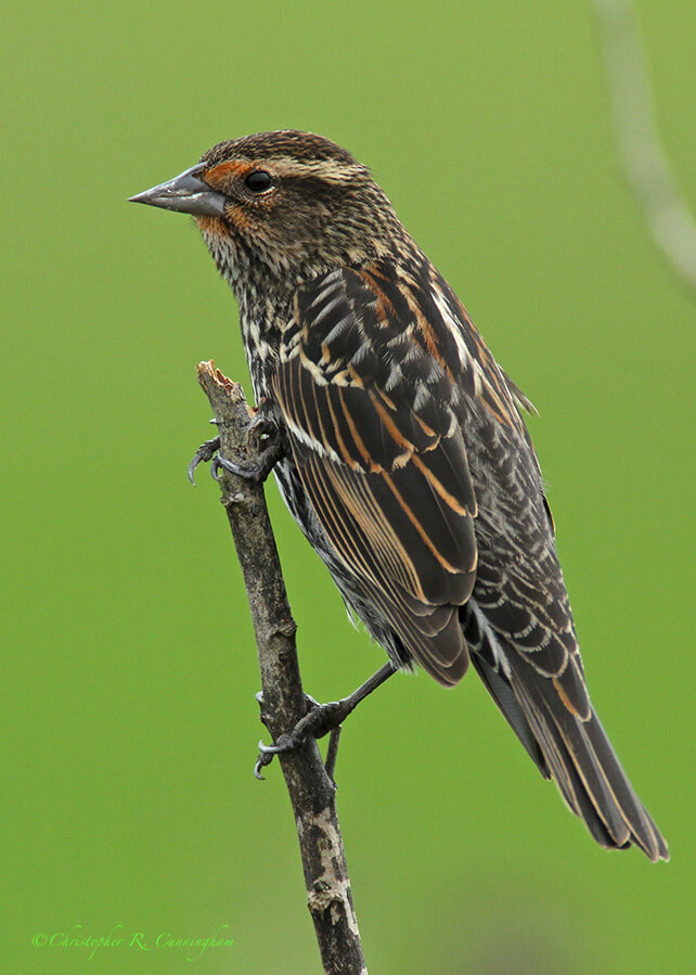 Female Red-winged Blackbird at Myakka River State Park, Florida