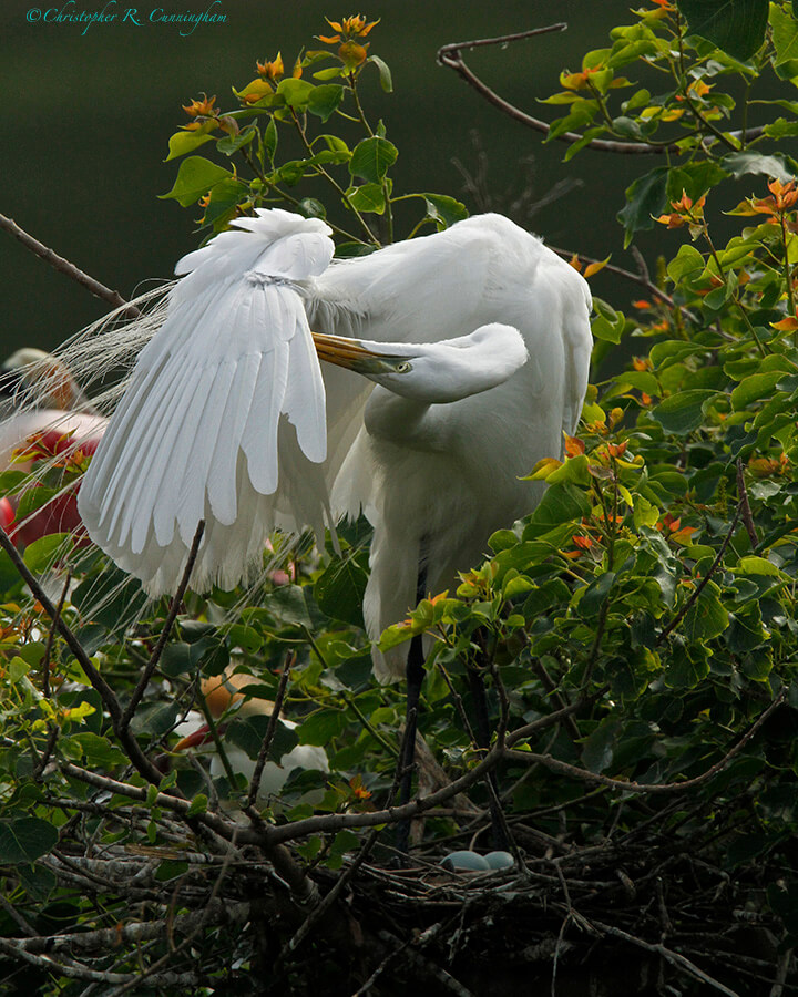 Great Egret on nest at High Island, Texas