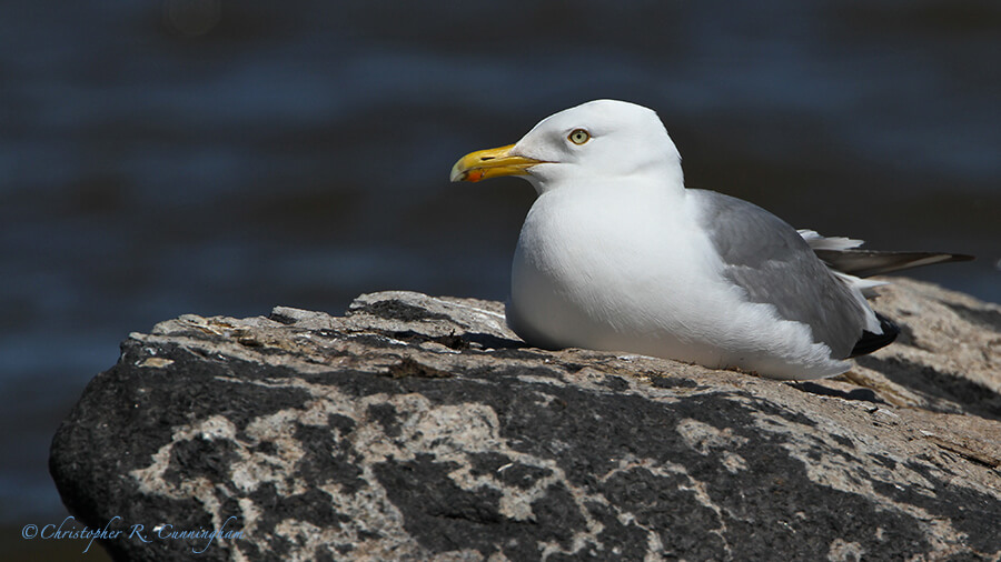 Herring Gull in breeding plumage, Wisconsin