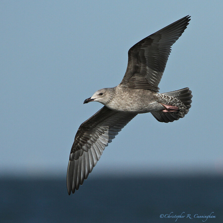 Juvenile Herring Gull at East Beach, Galveston Island, Texas