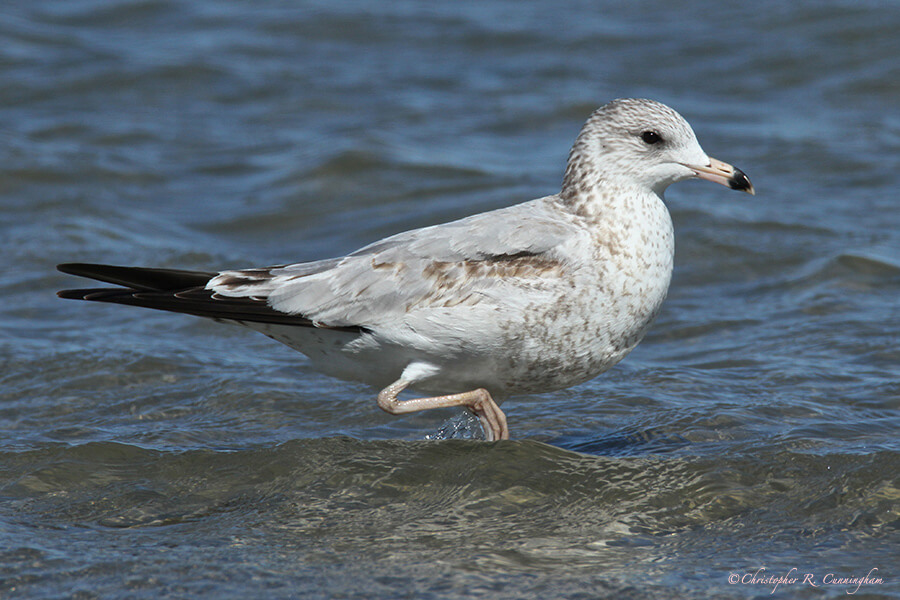 Juvenile Ring-billed Gull at East Beach, Galveston Island, Texas