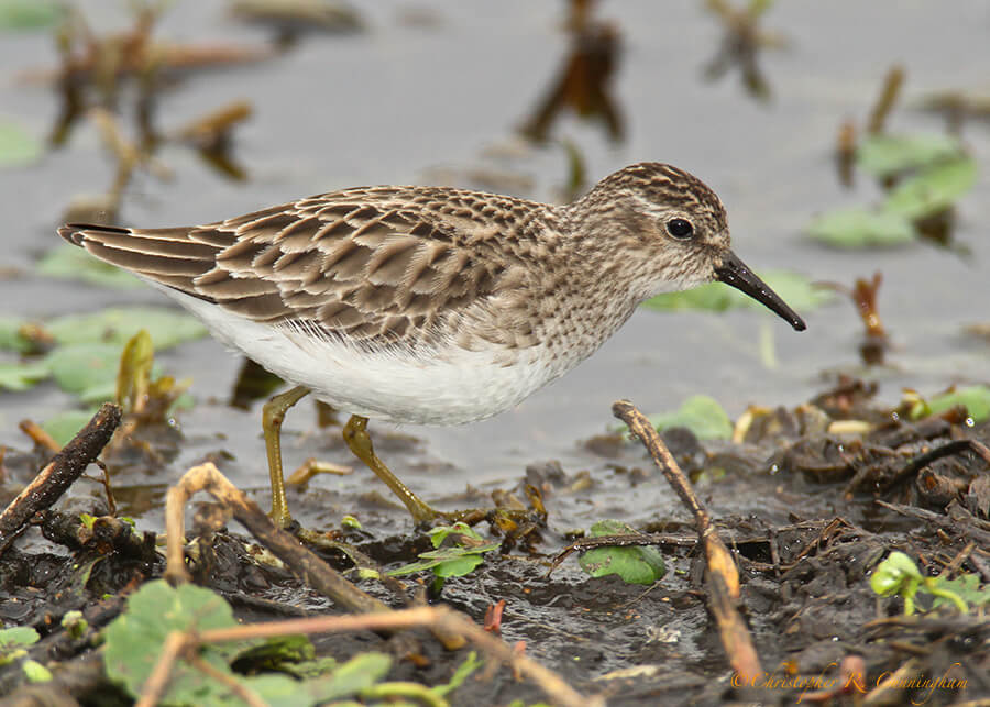 Least Sandpiper at Brazos Bend State Park, Texas.