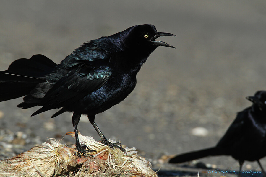 Male Great-tailed Grackle at East Beach, Galveston Island, Texas