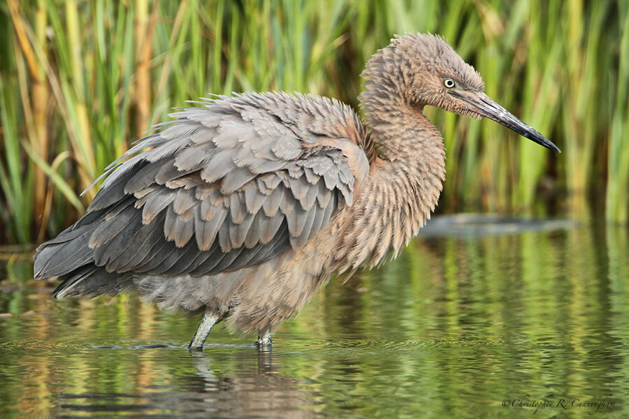 Juvenile Reddish Egret near Brazoria National Wildlife Refuge, Texas